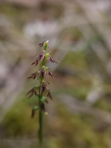 sharp midge orchid (Genoplesium despectans)