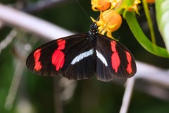 Heliconius telesiphe