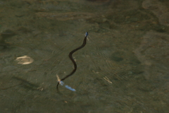 Thamnophis hammondii