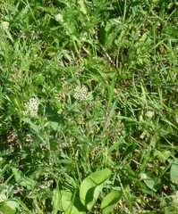Achillea millefolium