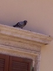 Columba livia domestica