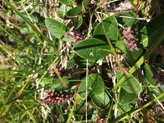Salix reticulata