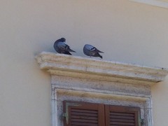 Columba livia domestica