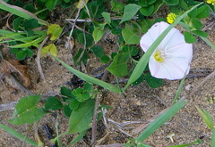 Convolvulus arvensis