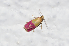 Cochylis rosaria