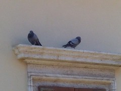 Columba livia domestica