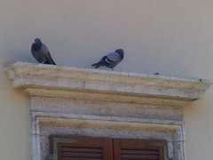 Columba livia domestica