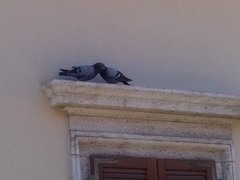 Columba livia domestica