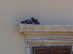 Columba livia domestica