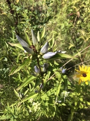 Gentiana × pallidocyanea