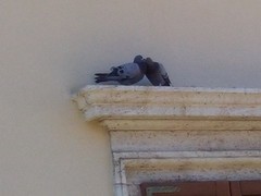 Columba livia domestica
