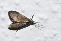 Pyrausta demantrialis