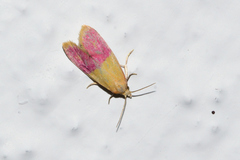 Cochylis rosaria