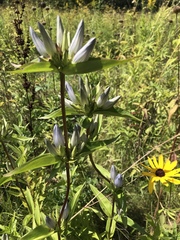 Gentiana × pallidocyanea