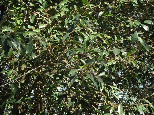 Chrysophyllum marginatum (Chrysophyllum marginatum)