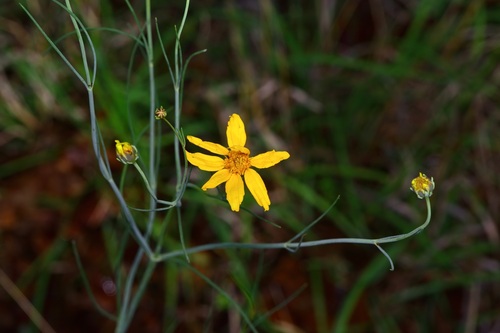 Image of Thelesperma simplicifolium by (c) Michelle W. （鍾偉瑋）, some rights reserved (CC BY)