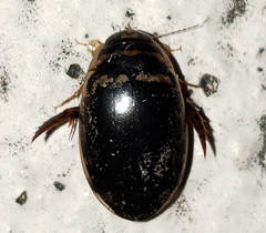 Thermonectus basillaris
