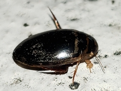 Thermonectus basillaris