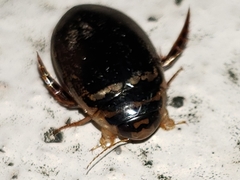 Thermonectus basillaris