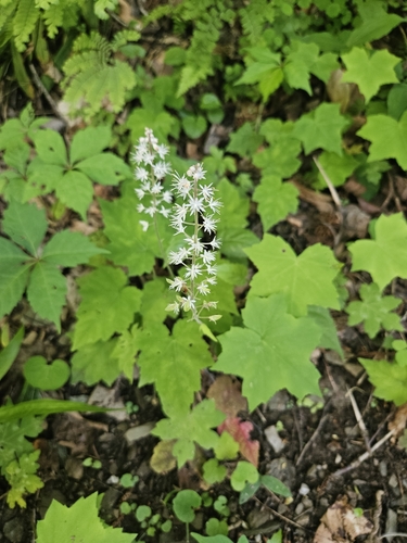 Tiarella cordifolia