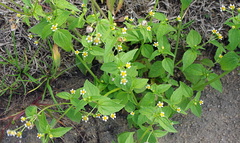 Galinsoga quadriradiata