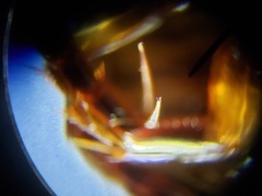 Thermonectus basillaris