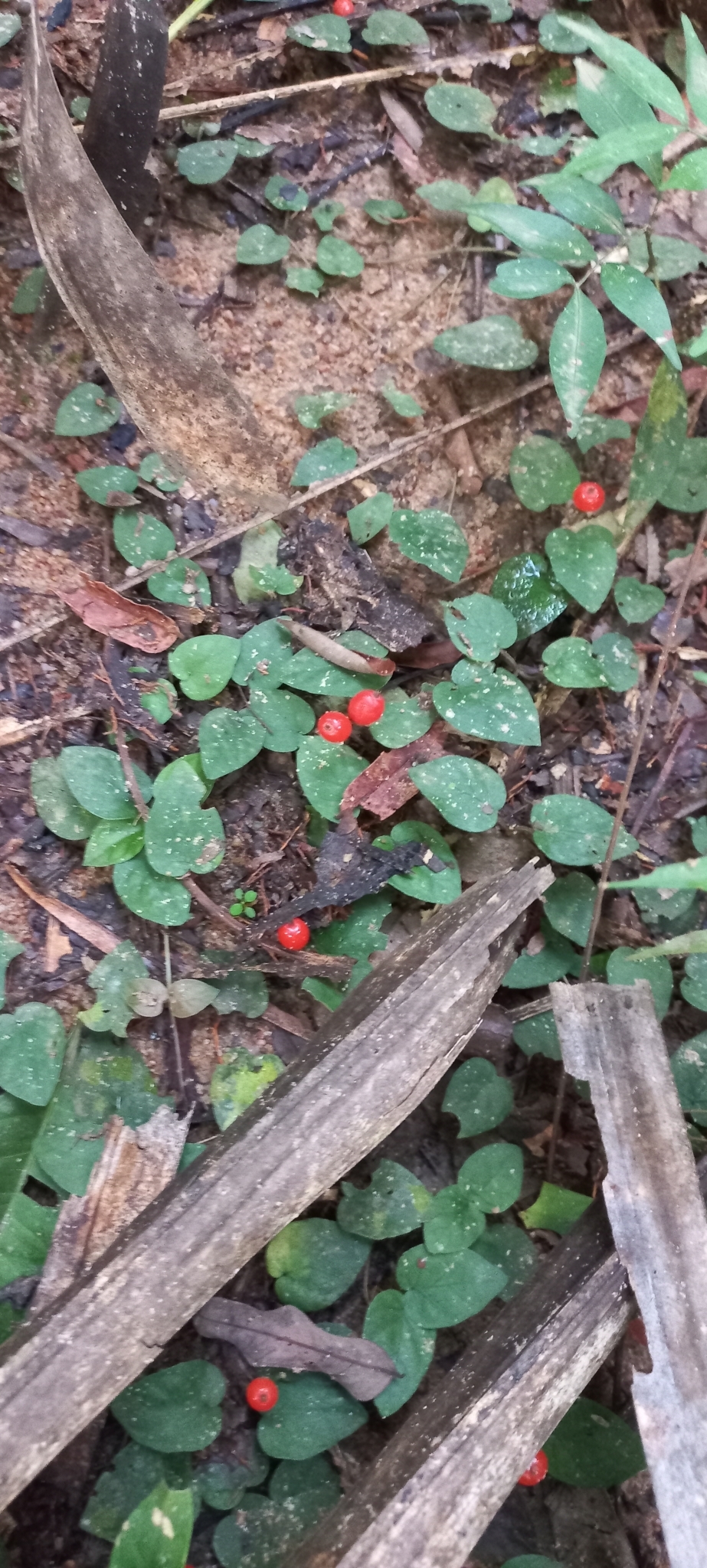 Geophila repens