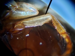 Thermonectus basillaris