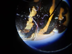 Thermonectus basillaris