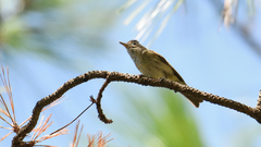 Vireo leucophrys