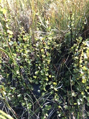 Betula michauxii