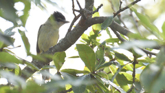 Pachyramphus major