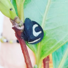 Membracis foliatafasciata