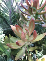 Sedum adolphi