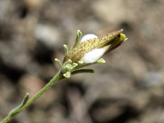 Cordylanthus nevinii