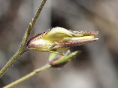 Cordylanthus nevinii