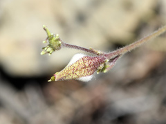 Cordylanthus nevinii