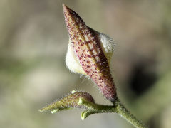 Cordylanthus nevinii