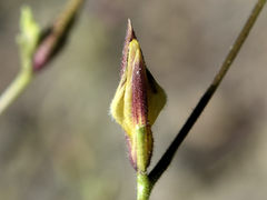 Cordylanthus nevinii