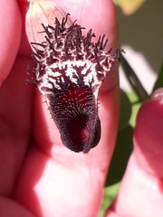 Aristolochia taliscana