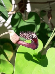 Aristolochia taliscana