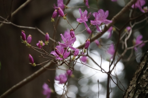 Rhododendron dilatatum iNat (3)