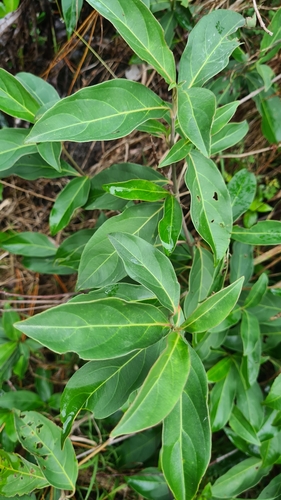 Image of Cornus capitata by (c) Halema J, some rights reserved (CC BY)