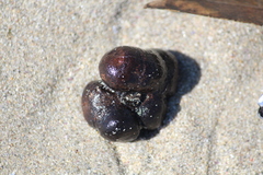 Leathesia marina