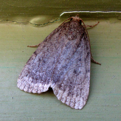 Amphipyra glabella