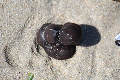 Leathesia marina