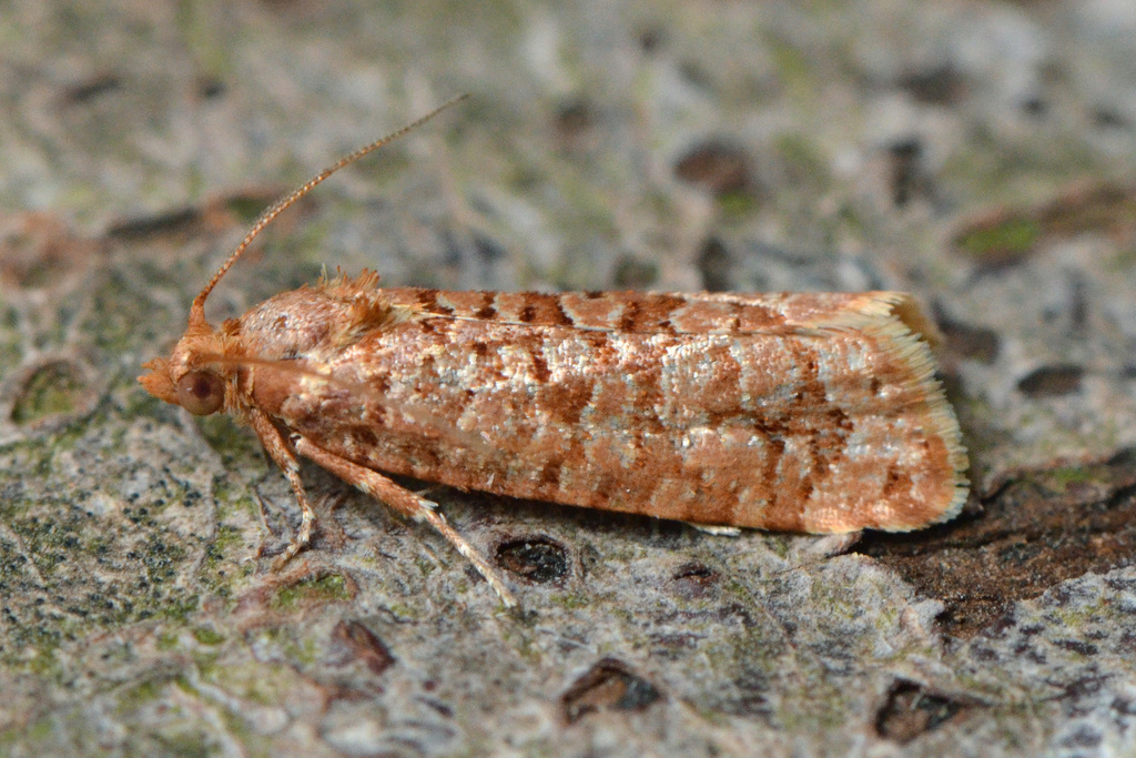 Lozotaeniodes