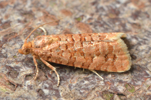 Orange Pine Tortrix, photo 2 of 10