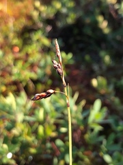 Carex rariflora