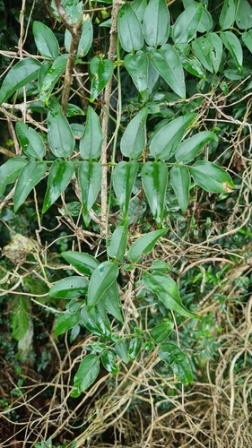 Image of Jasminum polyanthum by (c) Halema J, some rights reserved (CC BY)
